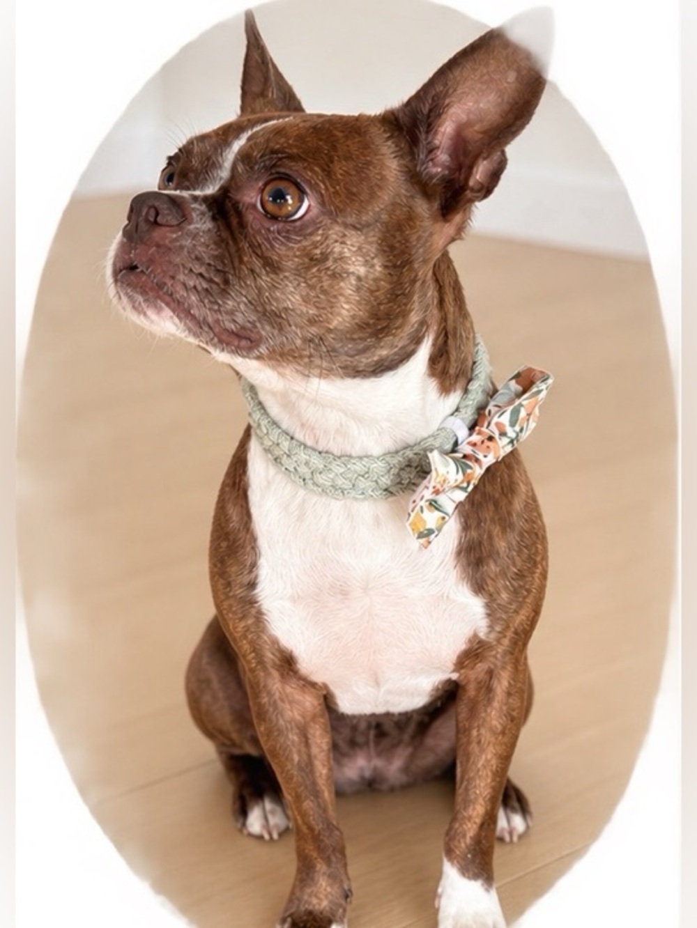 Sage Green Cotton Dog Collar with Floral Bow